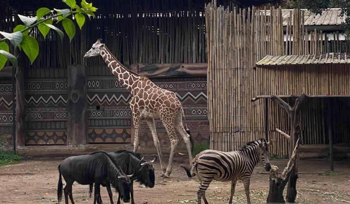 Pemkot pastikan satwa di Bandung Zoo tetap sehat dan terkendali